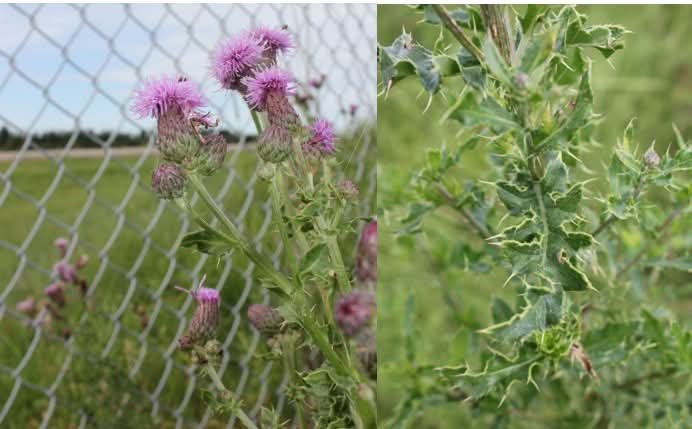 Canada Thistle