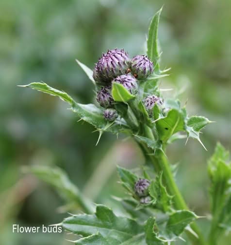 Canada Thistle
