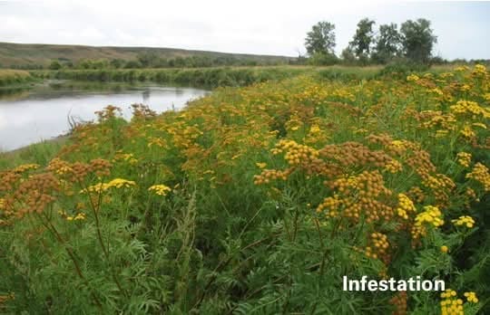 Common Tansy