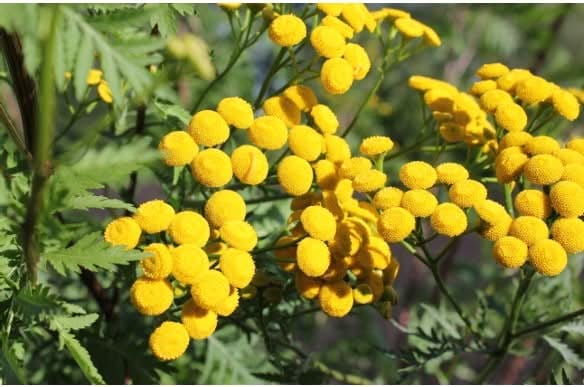 Common Tansy