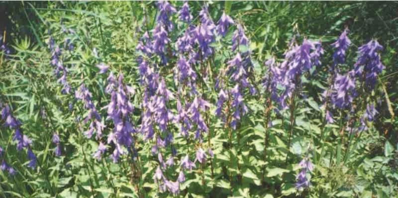 Creeping Bell Flower