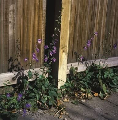 Creeping Bell Flower