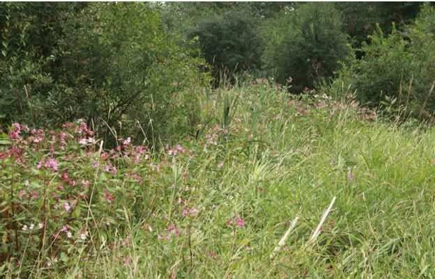 Himalayan Balsam