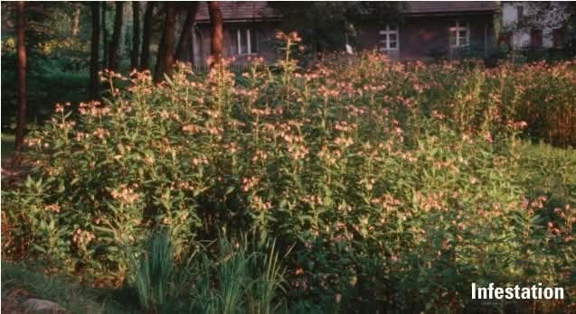 Himalayan Balsam