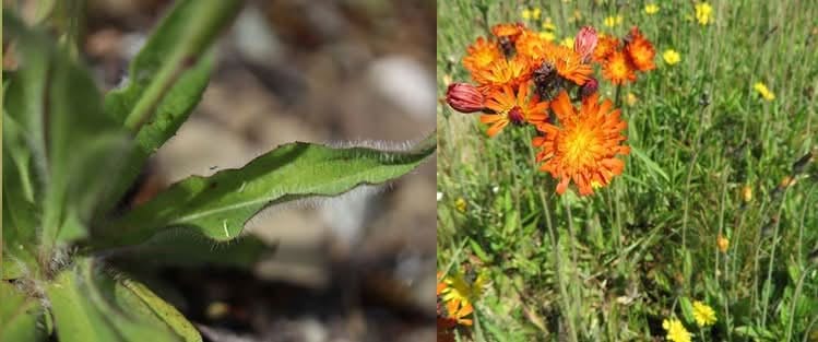Orange Hawkweed