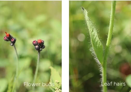 Orange Hawkweed