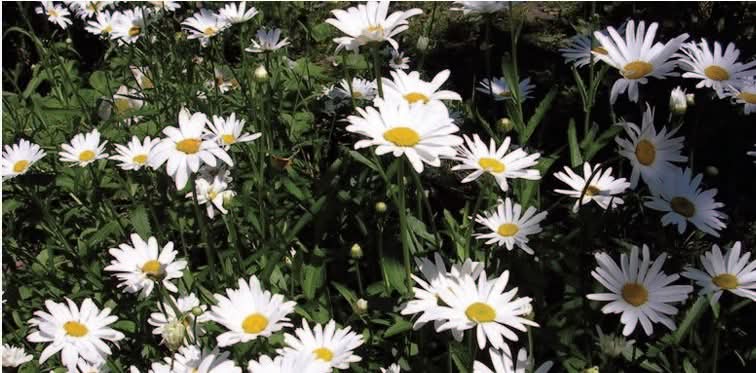 Ox-Eyed Daisy