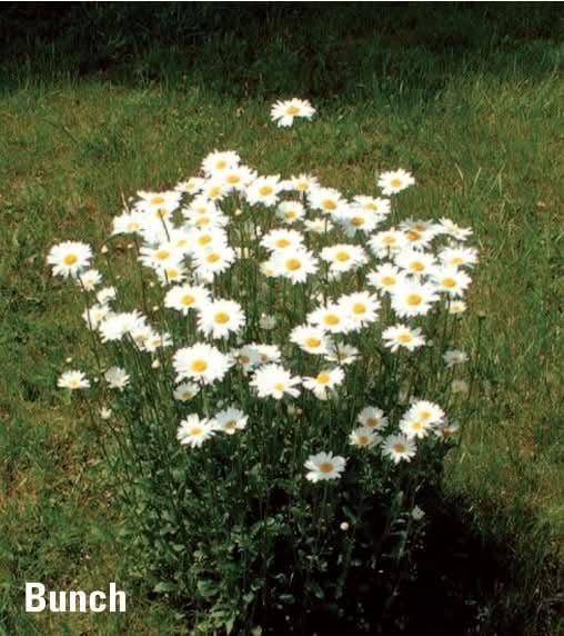 Ox-Eyed Daisy