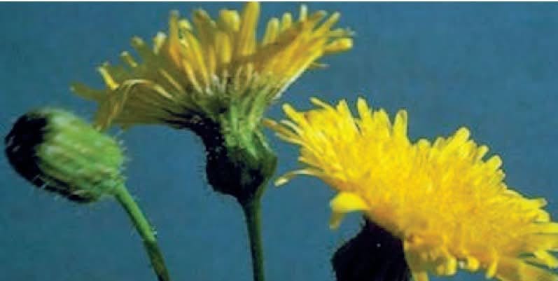 Perennial Sow Thistle