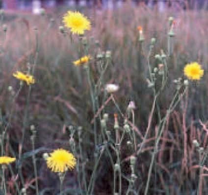 Perennial Sow Thistle