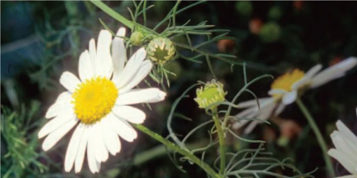 Scentless Chamomile