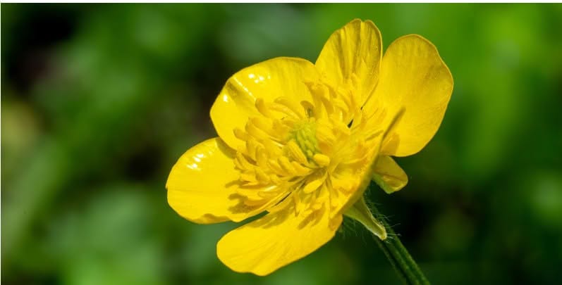 Tall Buttercup