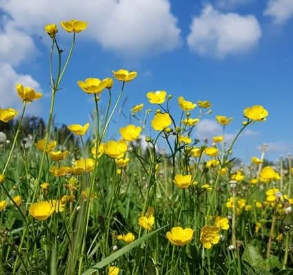 Tall Buttercup