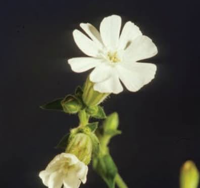 White Cockle plant